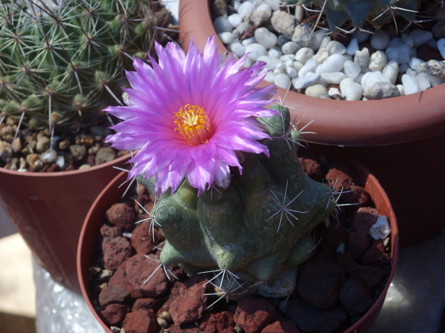 Thelocactus sanchez-mejoradae 