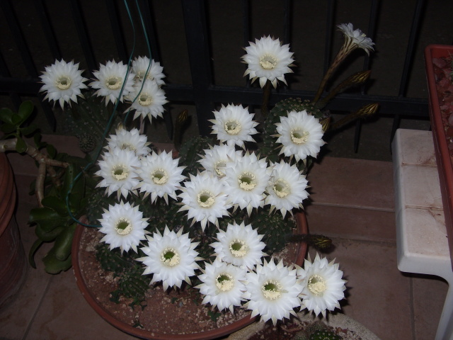 Echinopsis eyriesii 