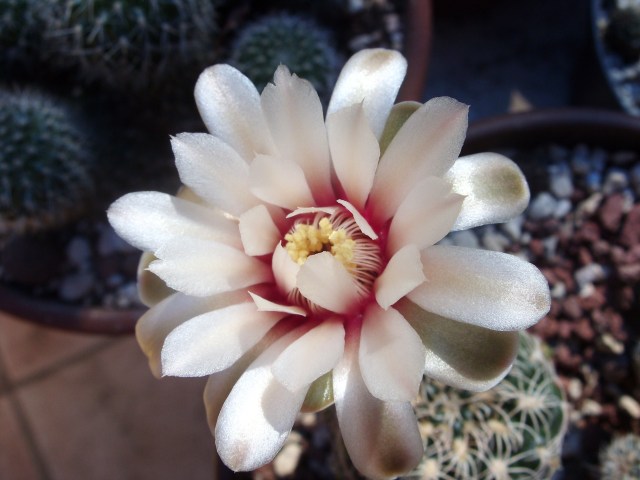 Gymnocalycium calochlorum 