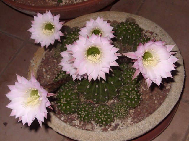 Echinopsis oxygona 