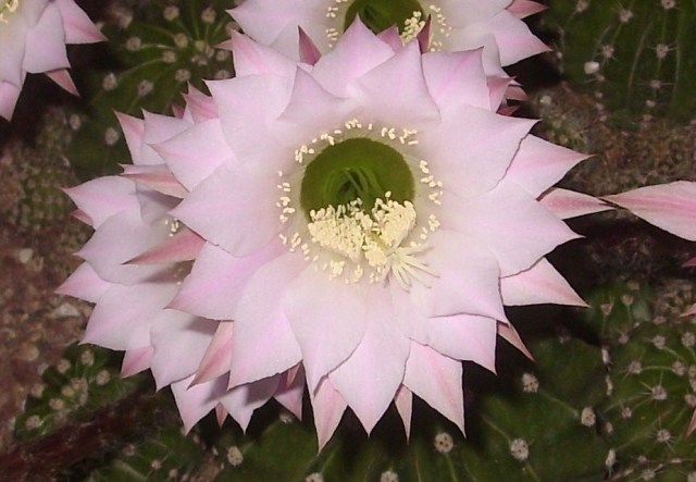 Echinopsis oxygona 