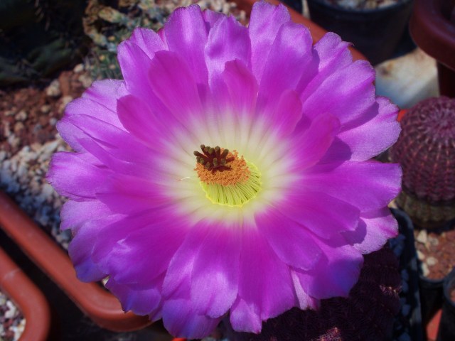 Echinocereus rigidissimus ssp. rubispinus 