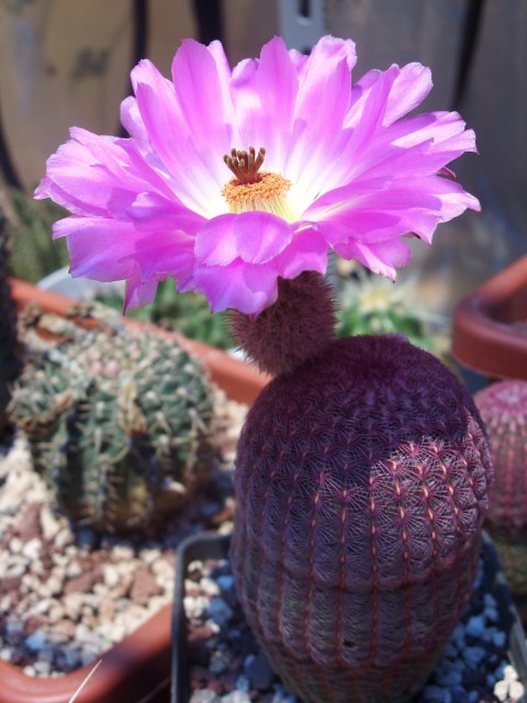 Echinocereus rigidissimus ssp. rubispinus 