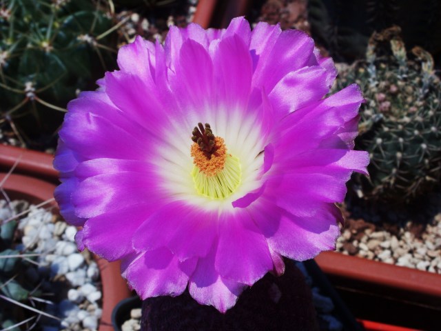 Echinocereus rigidissimus ssp. rubispinus 