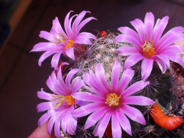 Mammillaria boolii 