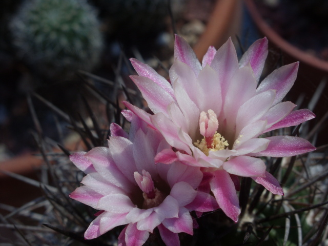 neoporteria echinus