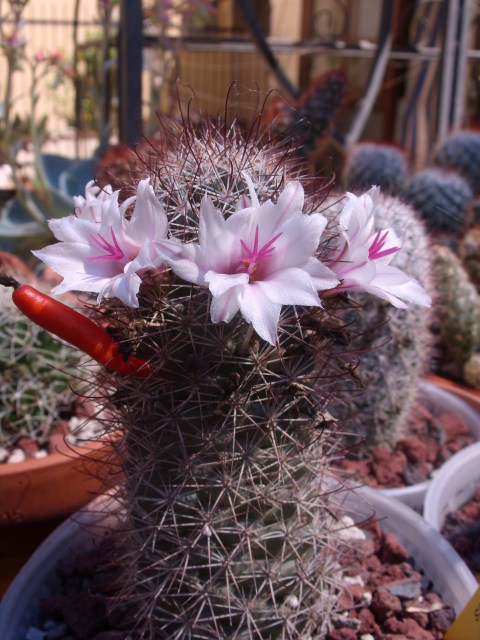 Mammillaria fraileana 