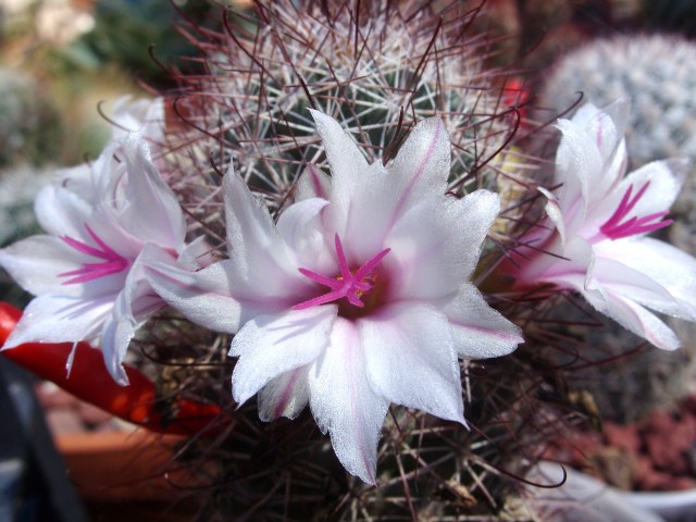 Mammillaria fraileana 