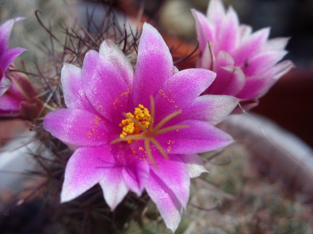 Mammillaria mazatlanensis 