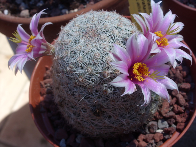 Mammillaria grahamii v. oliviae 