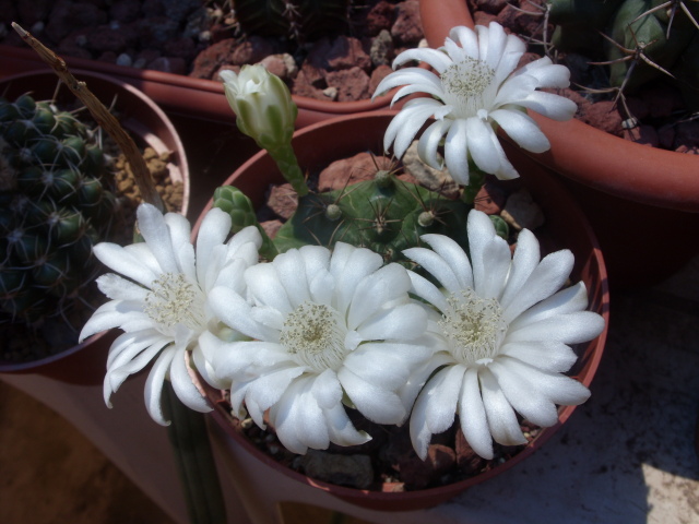 Gymnocalycium anisitsii 