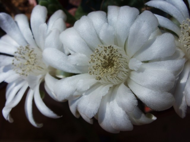 Gymnocalycium anisitsii 