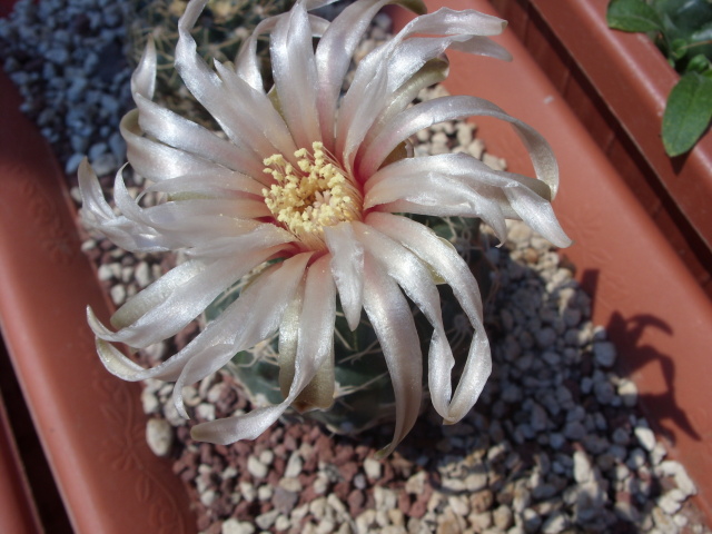 Gymnocalycium uruguayense 