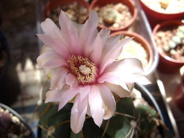 Gymnocalycium horstii 