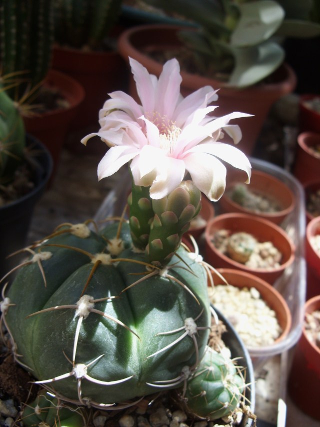 Gymnocalycium horstii 