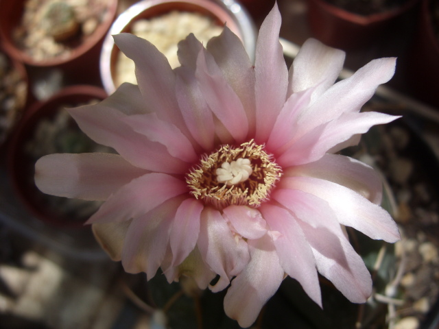 Gymnocalycium horstii 