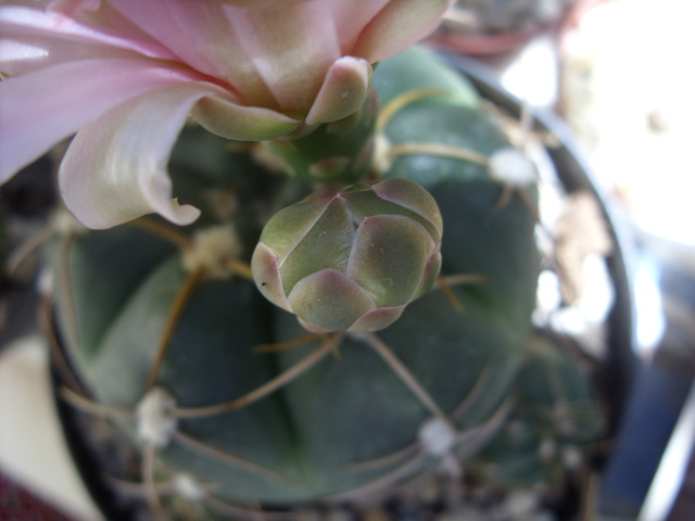 Gymnocalycium horstii 