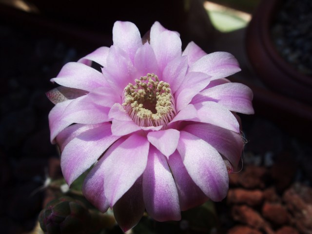 Gymnocalycium friedrichii 