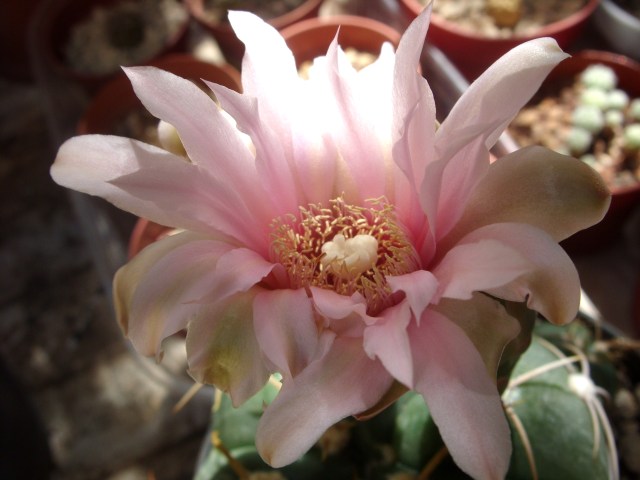 Gymnocalycium horstii 