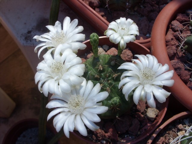 Gymnocalycium anisitsii 