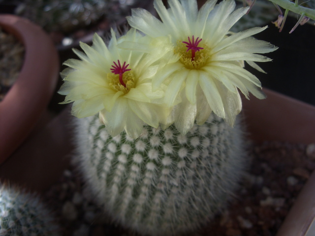 notocactus scopa v. albispinus