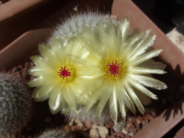 Notocactus scopa v. albispinus 