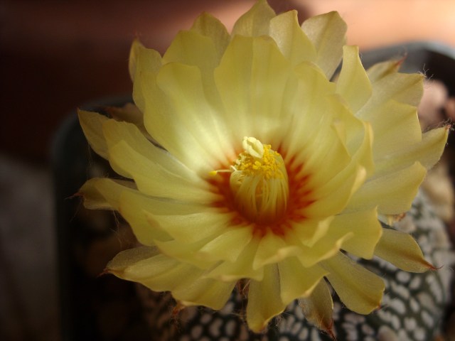 Astrophytum asterias cv. super kabuto 