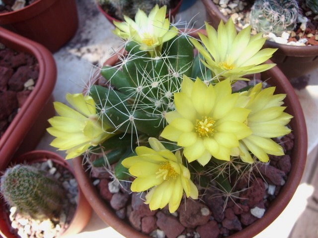 Mammillaria longimamma 