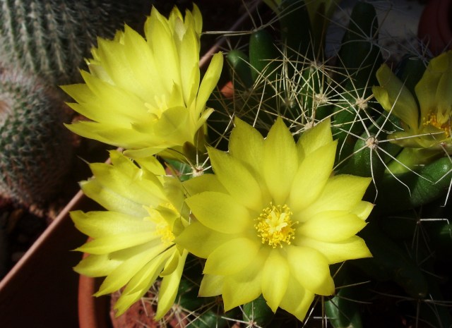 Mammillaria longimamma 