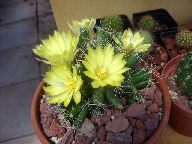 Mammillaria longimamma 