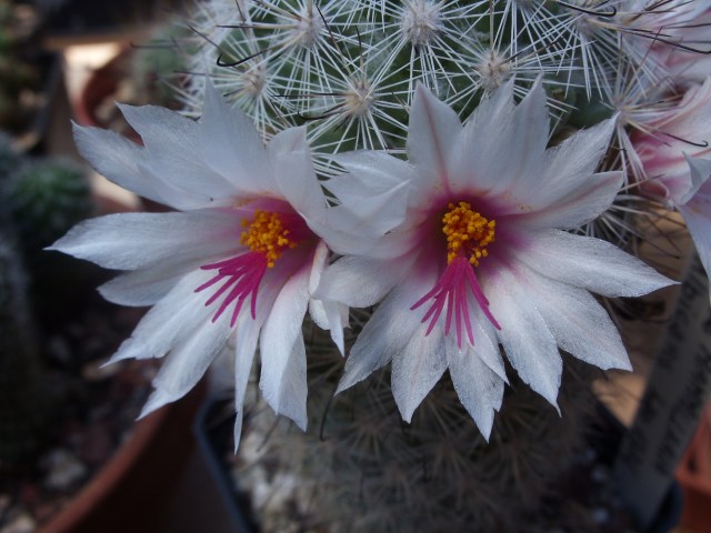 Mammillaria albicans 