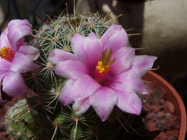 Mammillaria grahamii 