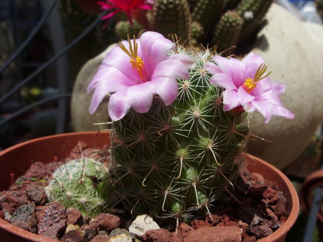 Mammillaria grahamii 