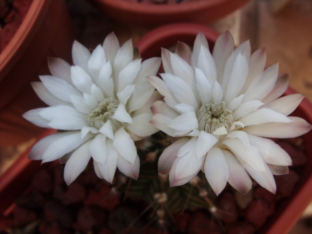 Gymnocalycium mihanovichii 