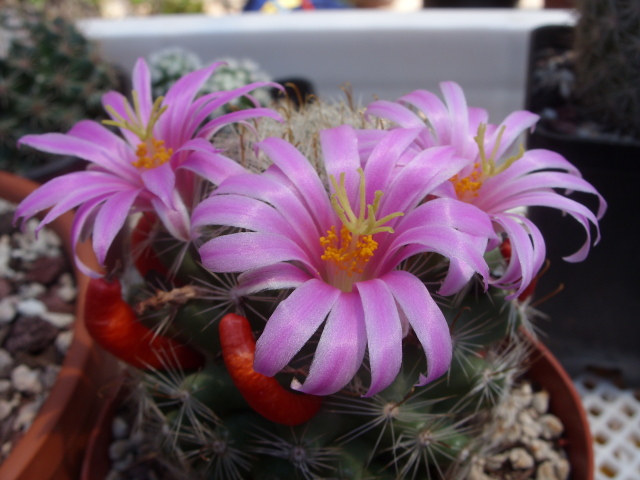 Mammillaria boolii 