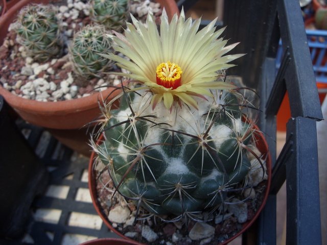 Coryphantha calipensis 