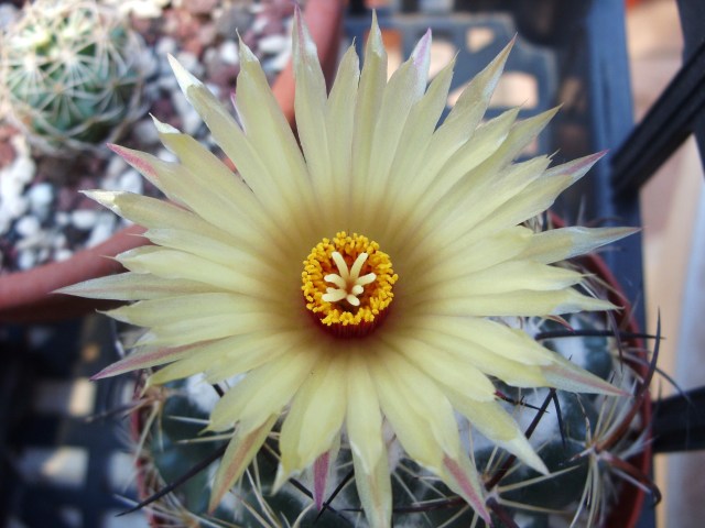 Coryphantha calipensis 