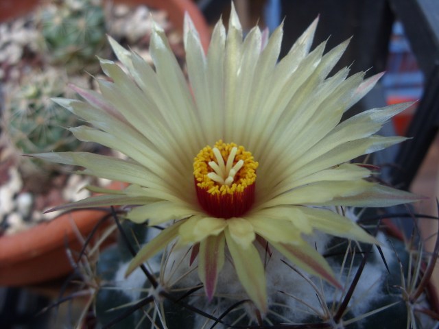 Coryphantha calipensis 