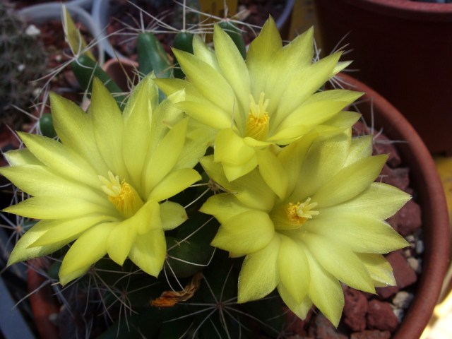 Mammillaria longimamma 