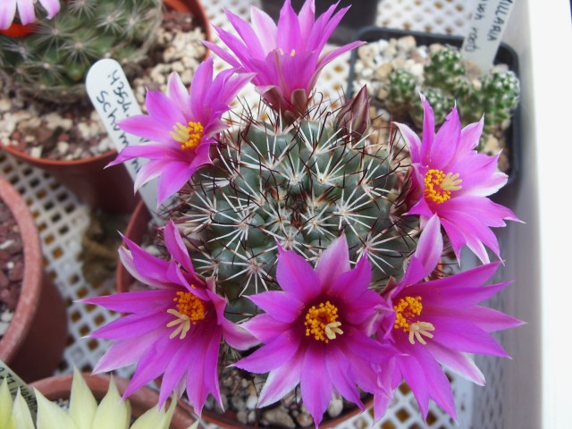 Mammillaria schumannii 