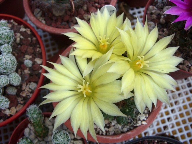 Mammillaria sphaerica 