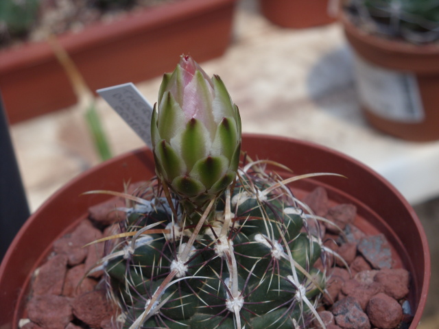 Thelocactus bicolor v. commodus 