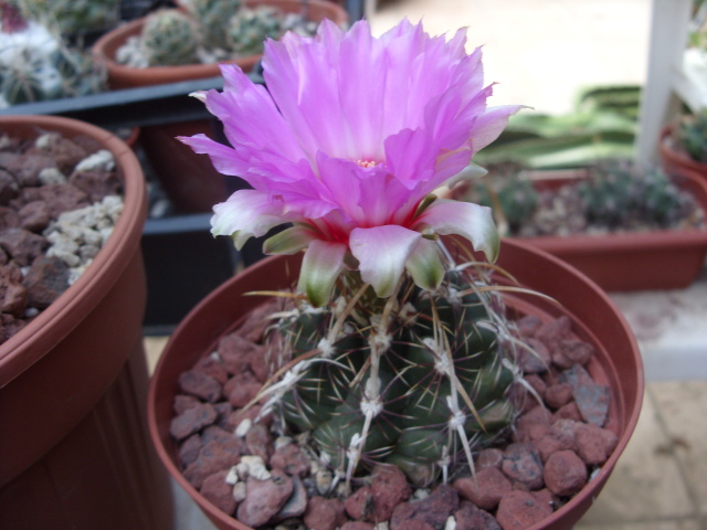 Thelocactus bicolor v. commodus 