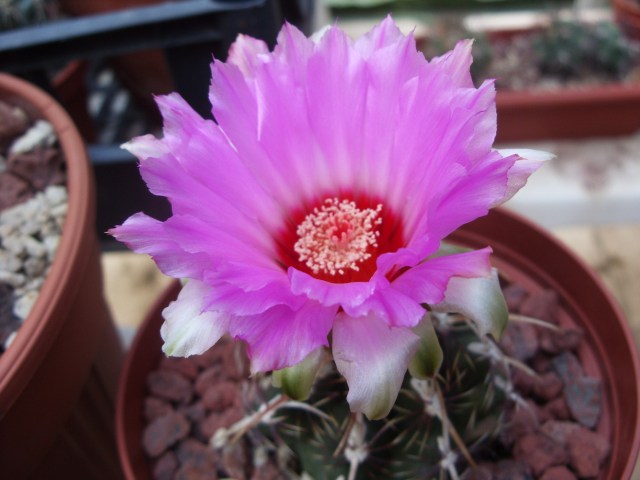 Thelocactus bicolor v. commodus 