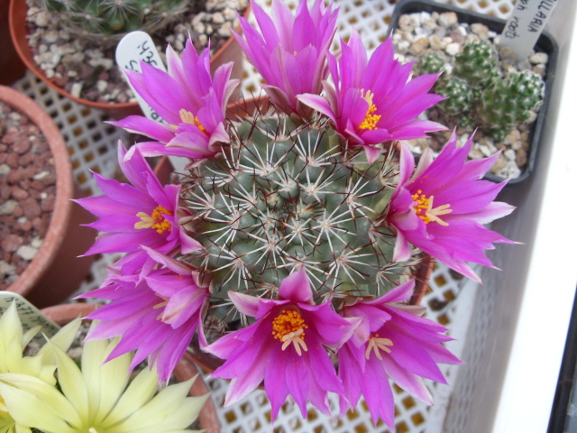 Mammillaria schumannii 