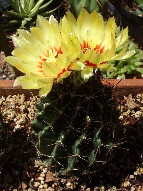 Thelocactus setispinus 