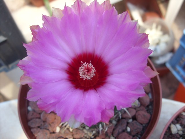 Thelocactus bicolor v. commodus 