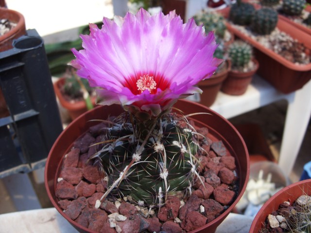 Thelocactus bicolor v. commodus 