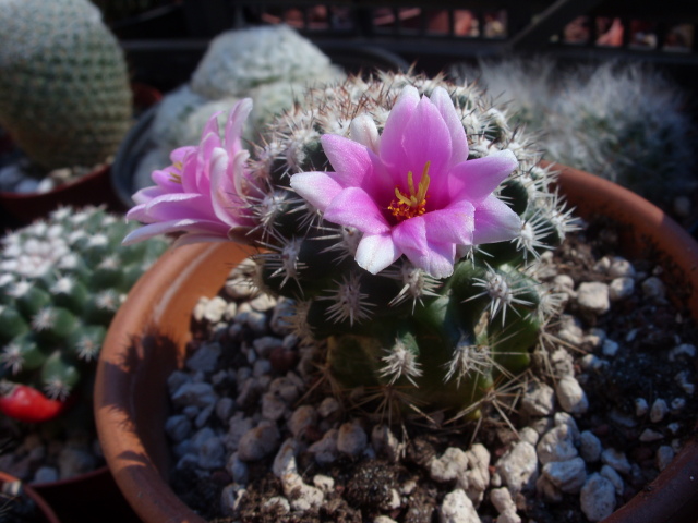 Mammillaria cv. blando 