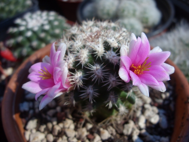 Mammillaria cv. blando 